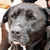 University of Florida's Maddie's Shelter Medicine Conference